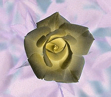 bluerose3.jpg
